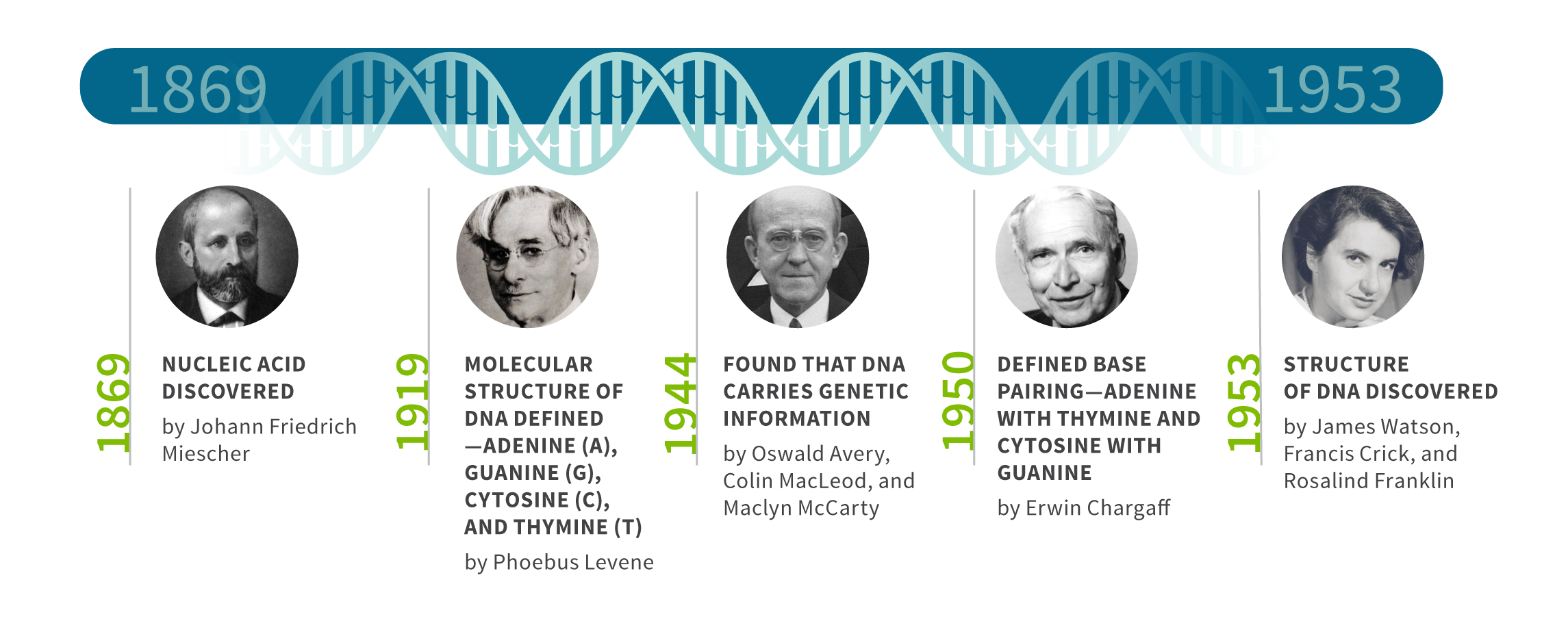 DNA Discovery Timeline